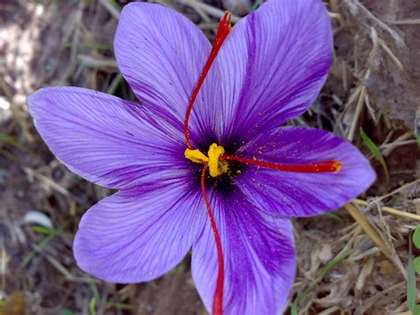 iranian saffron